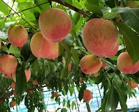 伊万里ん梨屋(いまりんなしや)