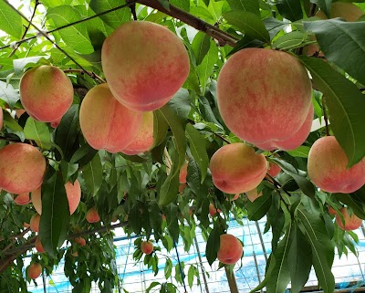 伊万里ん梨屋(いまりんなしや)