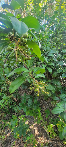 Paleo Hammock Preserve - Thumbnail