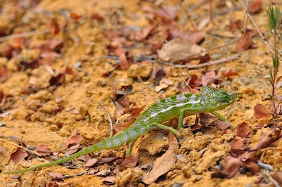 Photos of Andranomena Reserve
