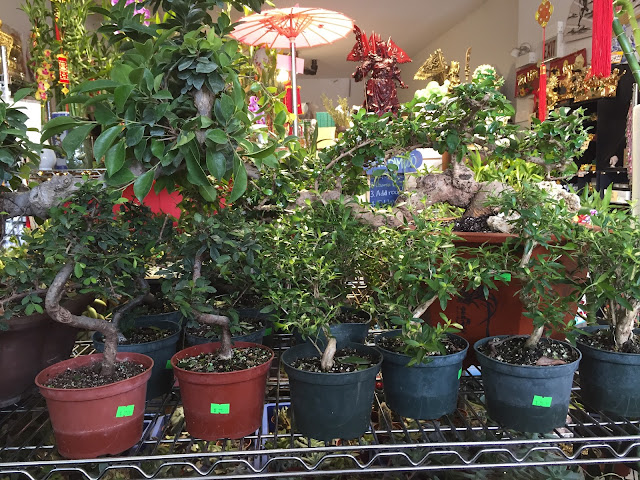 Qideas Plant Shop by null