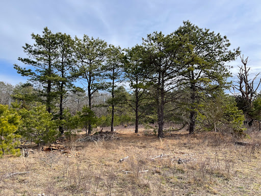 Pine Meadows - Visual