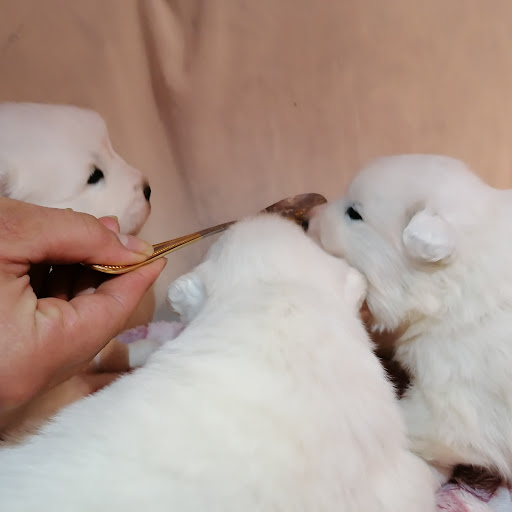 Allevamento Poggio Della Rena - Thumbnail
