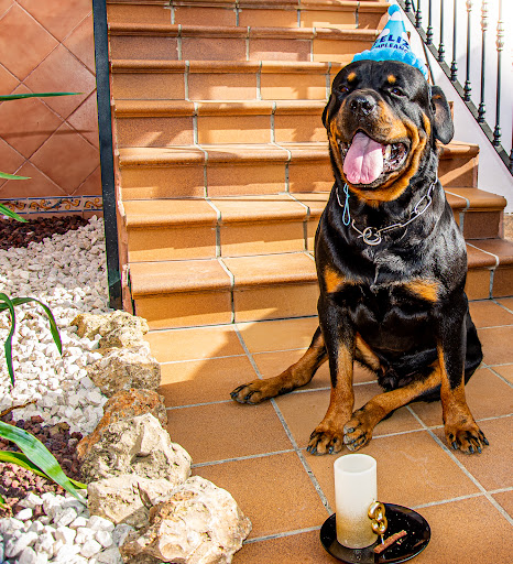 Rottweiler De Bedia