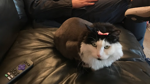 Crazy About Pets - Visual