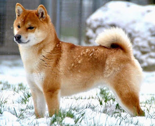 Photo n°1 de Elevage de la maison des fées, Staffie et Shiba Inu LOF à Montrevault-sur-Èvre (Éleveur de chiens)