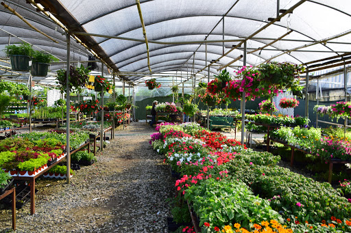 Banting's Nursery - Thumbnail