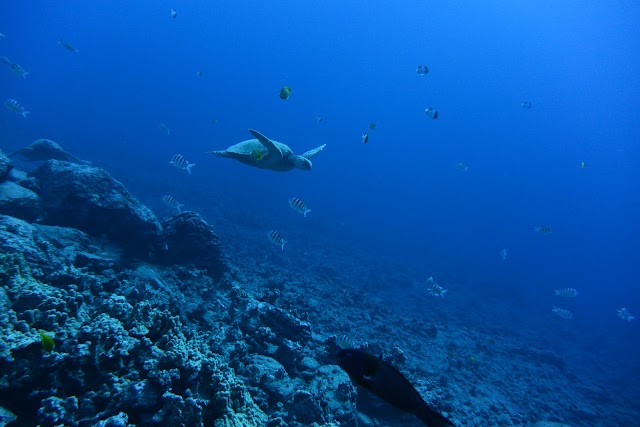 Reef Pirates Diving