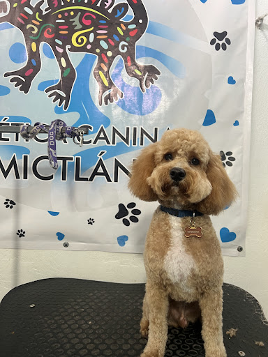 Veterinaria Mictlan