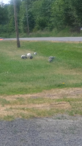 Mayfield RV Park