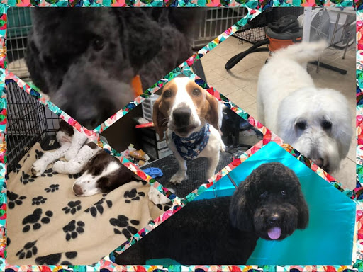 A Pretty Puppy Pet Grooming - Thumbnail