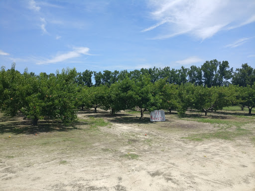 Shuler Peach Company Gallery - United States