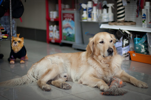 Clinica Veterinaria Canisur - Thumbnail