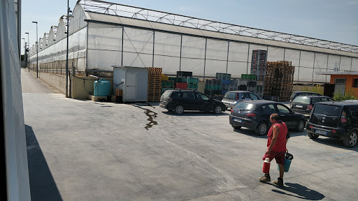 Treafruit Gallery - Italy