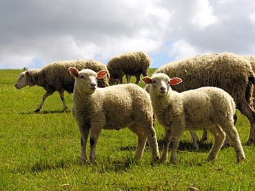 Dierenartsenpraktijk Hoogeveen - Thumbnail