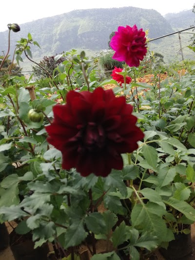 Photos of Sandun Flower Nursery