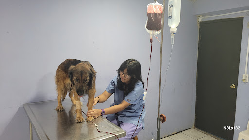 Veterinaria Celeste