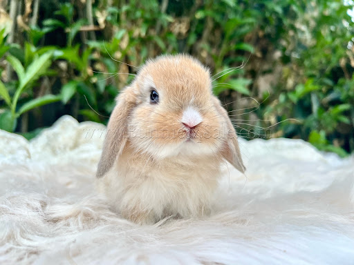 Bae's Magic Top Hat Rabbitry - Thumbnail