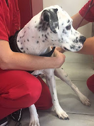 Photo n°14 de Clinique Vétérinaire Montesquieu à Martillac (Pharmacie vétérinaire)