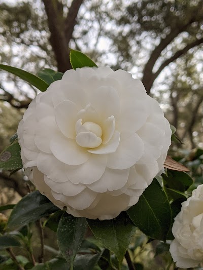 Micanopy Historic Cemetary