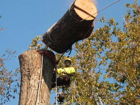 Tree felling in cape town