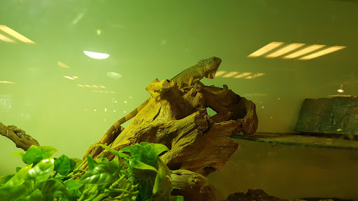 Reptilia - Thumbnail
