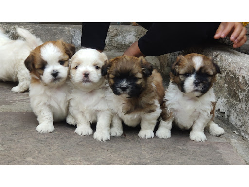 🐩 Quality Shihtzu male female puppy Available location Indore mp 🌍 post image