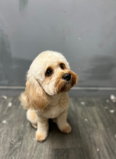 Fur-nomenal Dog Grooming