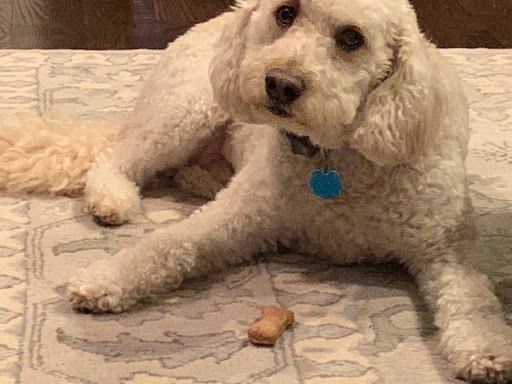 Budsters Biscuits