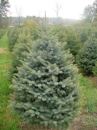 Photos of John T Nieman Nursery & Landscaping