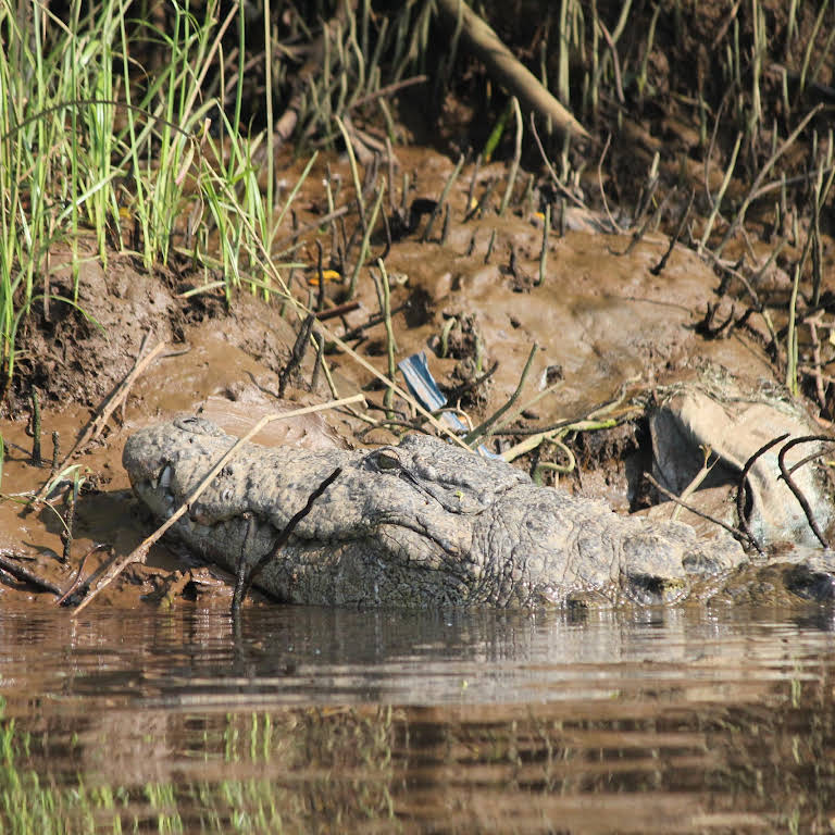 maldoli crocodile safari