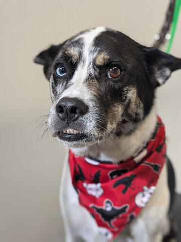 Hair Of The Dog Wash and Groom by null