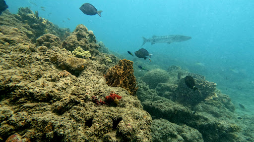 Rincon Diving & Snorkeling - Thumbnail