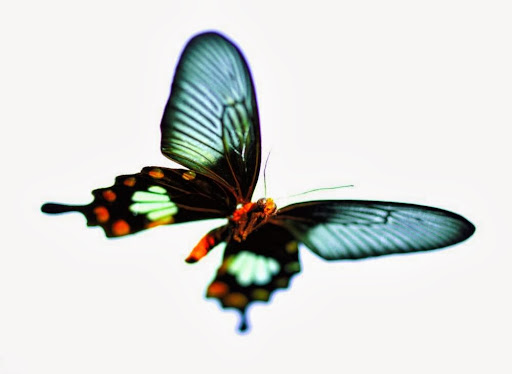 Dufton Kellner - Visual
