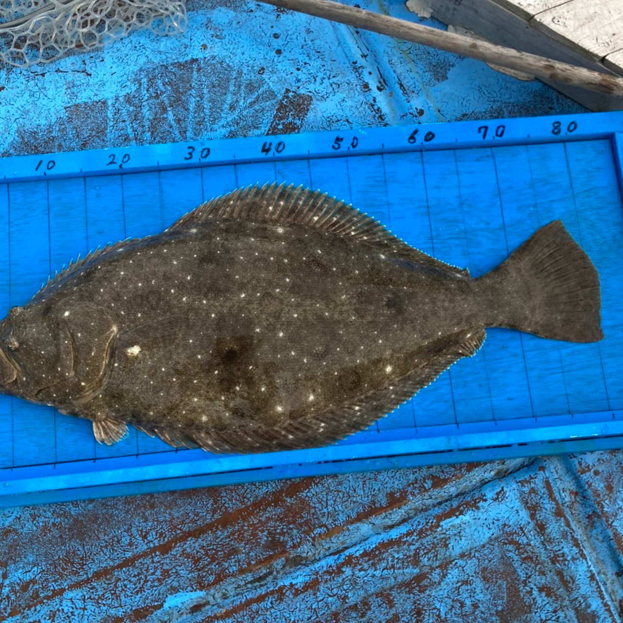 愛知県 伊良湖釣り船 正峰丸 堀切町の釣船チャーター