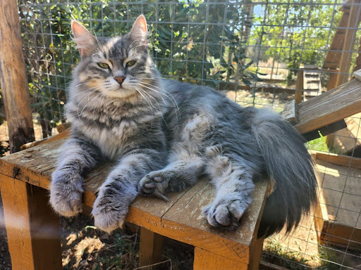 Les Chats De Louise - Thumbnail