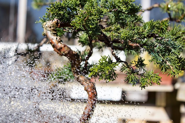 Ma-Ke Bonsai