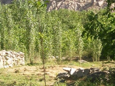 Photos of Safar Ali Garden باغ صفرعلي باي