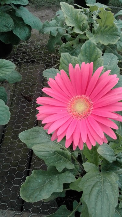 Photos of Vivero La Bonanza