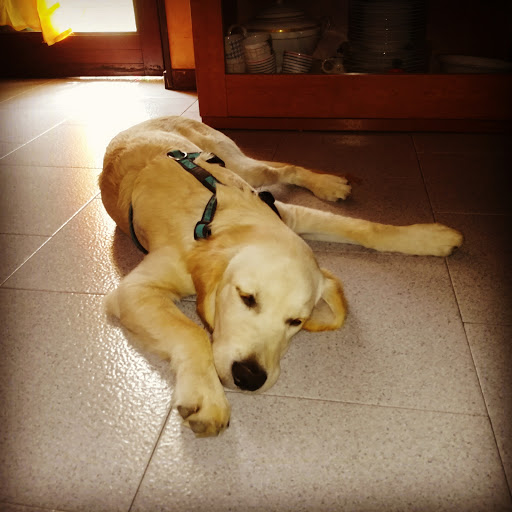 Ambulatorio Veterinario Dr. Salvatore Di Mauro - Thumbnail