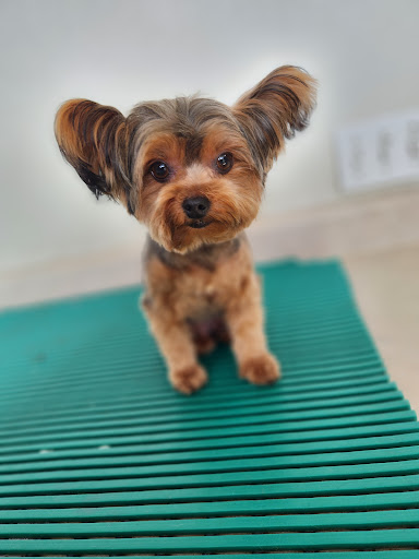 Paws Appeal Grooming and Doggy Day Care Gallery - United States