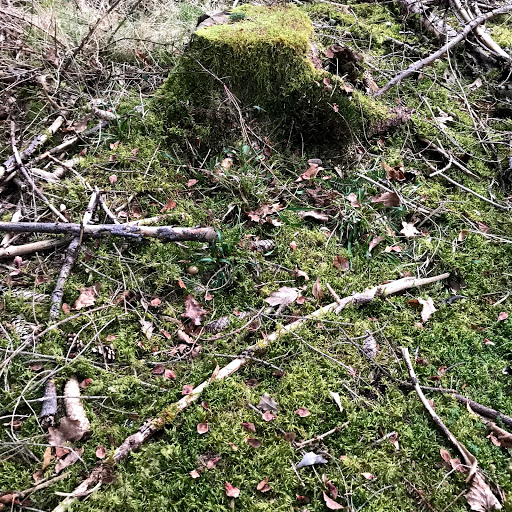 Forsttümpel - Visual