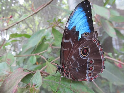 Photos of Quindio Botanical Garden - Butterfly