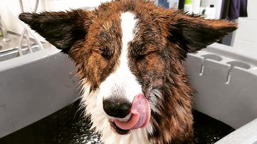 Posh Pooches Spalding and Peterborough