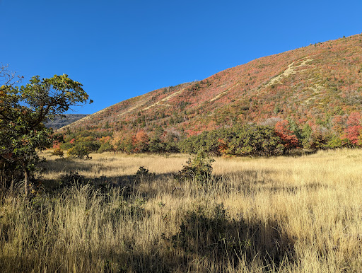 Pine Forest Trailhead - Visual