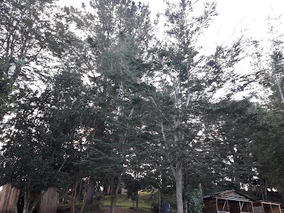 Photos of Camping Los Coig&uuml;es