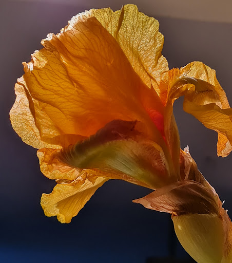 Blumen & Blickfang - Thumbnail