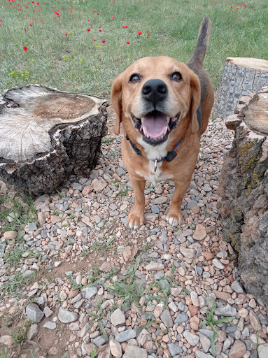 Hotel para perros Pisadas Caninas Teruel