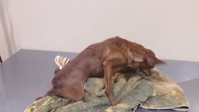 Photos of Pet e Vet Cl&iacute;nica Veterin&aacute;ria 24 Horas