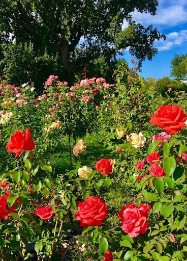 McKinley Rose Garden - Thumbnail